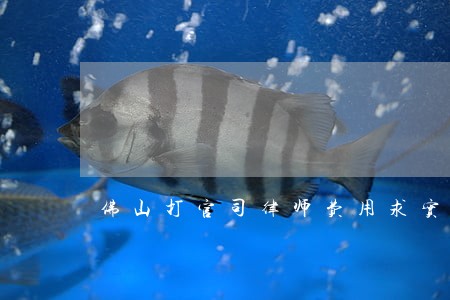 佛山打官司律师费用求实创新 佛山打官司律师费用求实创新