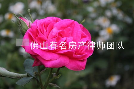 佛山有名房产律师团队 佛山有名房产律师团队
