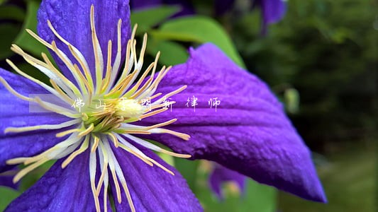 佛山李明新律师 佛山李明新律师