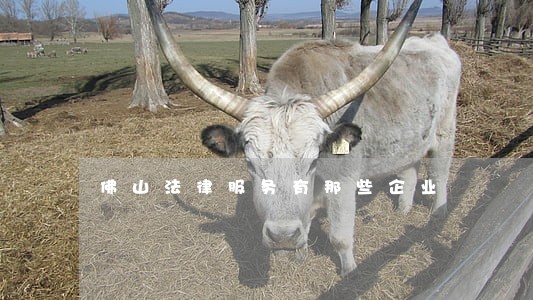 佛山法律服务有那些企业 佛山法律服务有那些企业