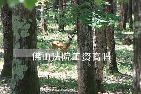 佛山法院工资高吗 佛山法院工资高吗