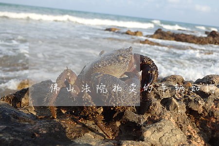 佛山法院拍卖的车辆如何过户 佛山法院拍卖的车辆如何过户