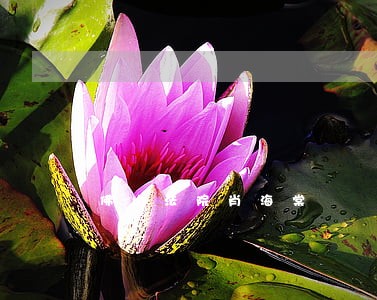 佛山法院肖海棠 佛山法院肖海棠