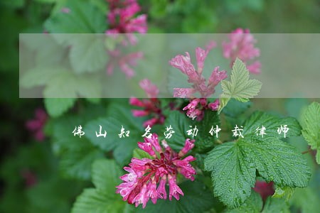 佛山知名劳动仲裁律师 佛山知名劳动仲裁律师