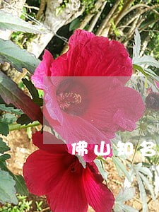 佛山知名合同律师收费价格 佛山知名合同律师收费价格