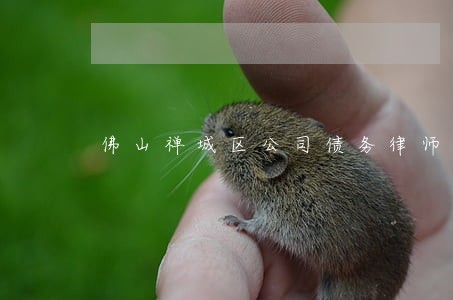 佛山禅城区公司债务律师哪个好 佛山禅城区公司债务律师哪个好