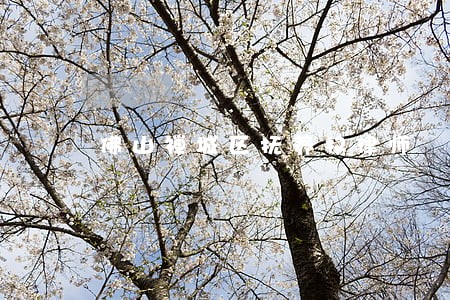 佛山禅城区抚养权律师 佛山禅城区抚养权律师