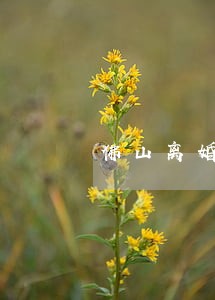 佛山离婚分家律师费用