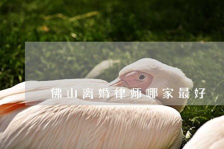 佛山离婚律师哪家最好 佛山离婚律师哪家最好