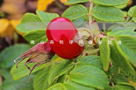 佛山离婚律师哪家靠谱 佛山离婚律师哪家靠谱