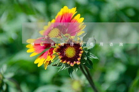 佛山离婚律师费用咨询 佛山离婚律师费用咨询