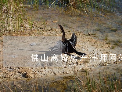 佛山离婚房产律师网站
