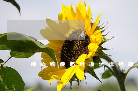 佛山购房首付追讨律师联系方式
