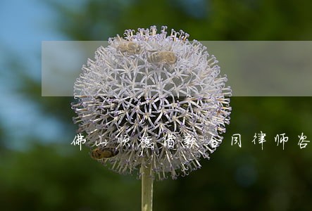 佛山顺德借款合同律师咨询电话 佛山顺德借款合同律师咨询电话