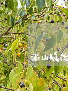 佛山顺德区欠债案件律师费