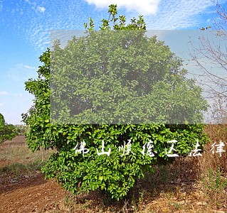 佛山顺德区法律援助