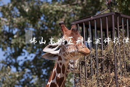 佛山高明区刑事案件找律师推荐 佛山高明区刑事案件找律师推荐
