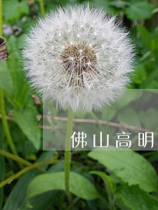 佛山高明区房产合同律师 佛山高明区房产合同律师