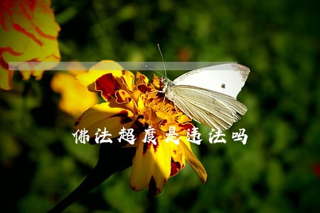 佛法超度是违法吗 佛法超度是违法吗