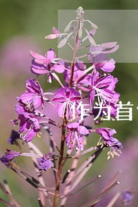 作为首例零口供虚假诉讼案件 作为首例零口供虚假诉讼案件