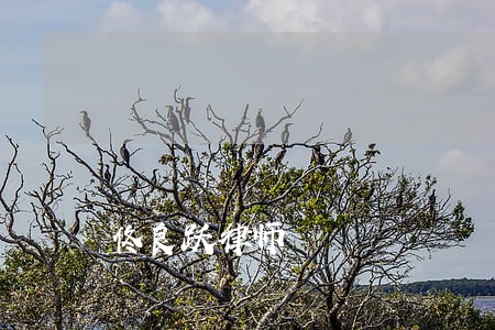 佟良跃律师 佟良跃律师