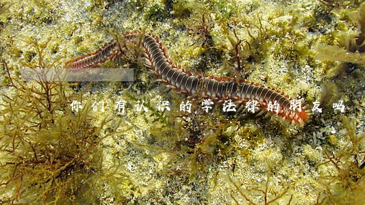 你们有认识的学法律的朋友吗 你们有认识的学法律的朋友吗