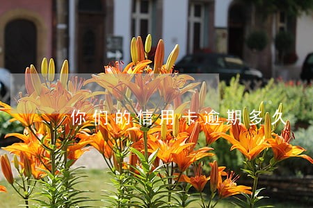 你们的信用卡逾期多久