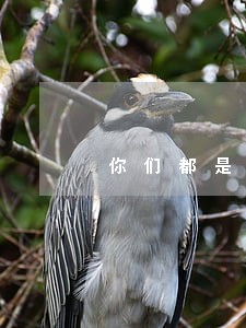 你们都是什么原因导致网贷逾期的
