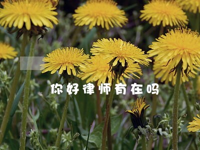 你好律师有在吗 你好律师有在吗