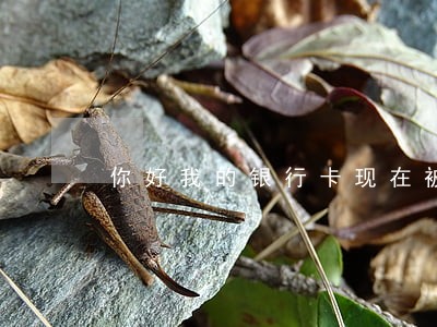 你好我的银行卡现在被司法冻结了 你好我的银行卡现在被司法冻结了