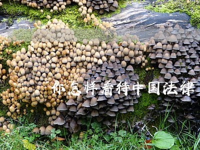 你怎样看待中国法律 你怎样看待中国法律