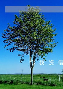 你我贷借款600逾期 你我贷借款600逾期