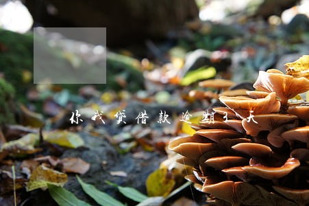 你我贷借款逾期3天 你我贷借款逾期3天