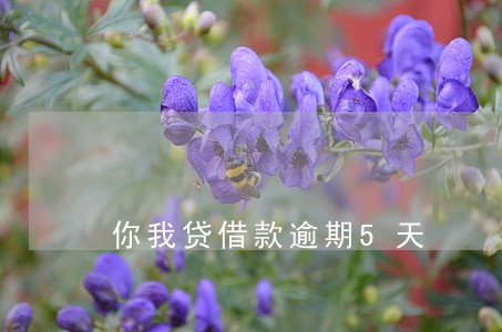你我贷借款逾期5天 你我贷借款逾期5天