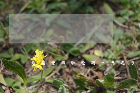 你我贷极融逾期一天还多少 你我贷极融逾期一天还多少