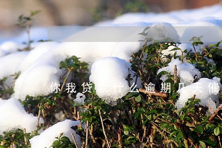你我贷款什么逾期几天催收 你我贷款什么逾期几天催收
