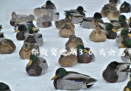 你我贷逾期30天会怎样 你我贷逾期30天会怎样