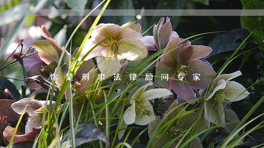 你是刑事法律顾问专家 你是刑事法律顾问专家