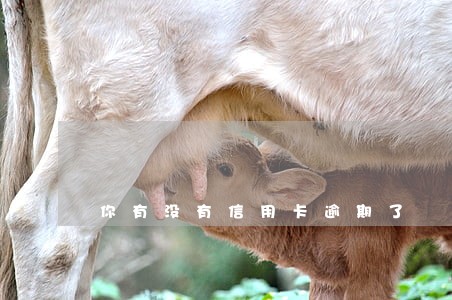 你有没有信用卡逾期了 你有没有信用卡逾期了