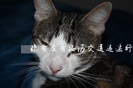 你有没有经历交通违法行为 你有没有经历交通违法行为