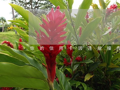 你的信用卡因违规操作逾期未还 你的信用卡因违规操作逾期未还