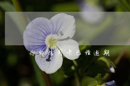 你的信用卡已经逾期