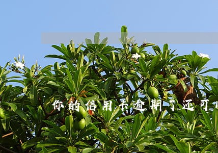 你的信用卡逾期了还可以买车吗