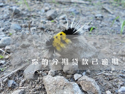 你的分期贷款已逾期 你的分期贷款已逾期