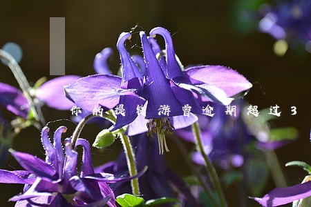 你的提钱游曾逾期超过30天 你的提钱游曾逾期超过30天