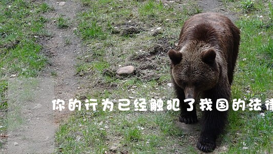 你的行为已经触犯了我国的法律 你的行为已经触犯了我国的法律