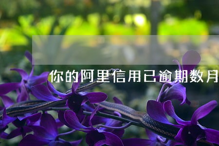 你的阿里信用已逾期数月 你的阿里信用已逾期数月