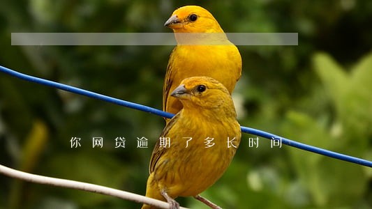 你网贷逾期了多长时间