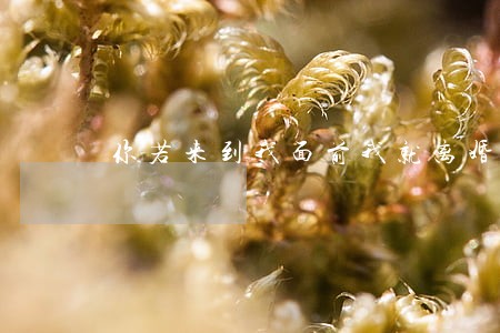 你若来到我面前我就离婚
