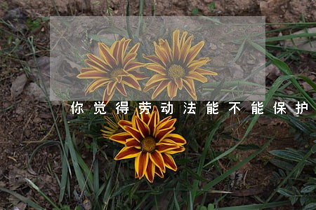 你觉得劳动法能不能保护到你 你觉得劳动法能不能保护到你